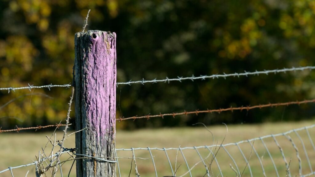 The hidden message behind purple fences revealed