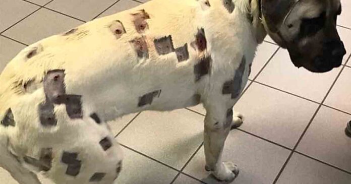 Woman thinks dog has bites, but vet's discovery leads to police involvement
