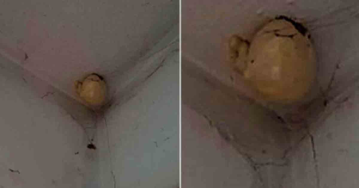 If you spot this in your house corner, it could be more than it seems