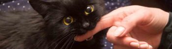 What your cat’s bite really means — Key insights