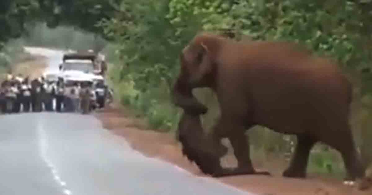 Elephants mourn lost baby with a touching funeral march
