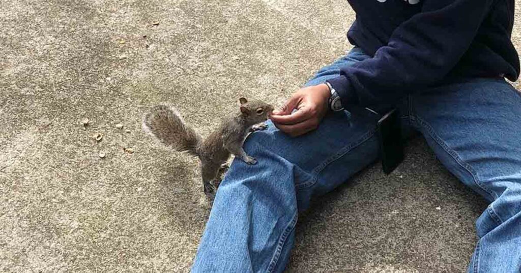 Squirrel knocks on family window daily — 8 years later, the surprise is revealed