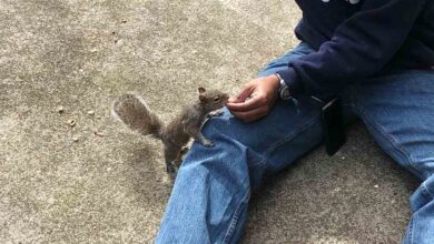 Squirrel knocks on family window daily — 8 years later, the surprise is revealed