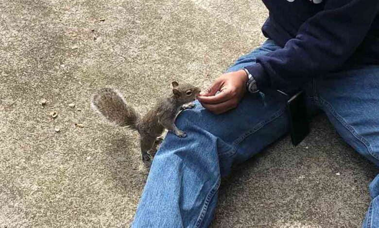 Squirrel knocks on family window daily — 8 years later, the surprise is revealed