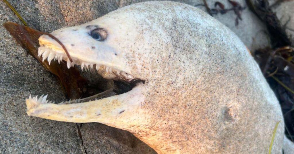 Mysterious eel with spooky look washes up on California beach