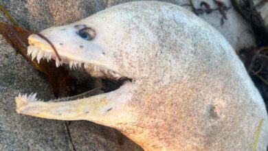 Mysterious eel with spooky look washes up on California beach