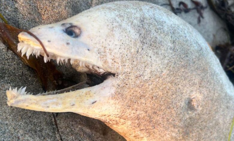 Mysterious eel with spooky look washes up on California beach