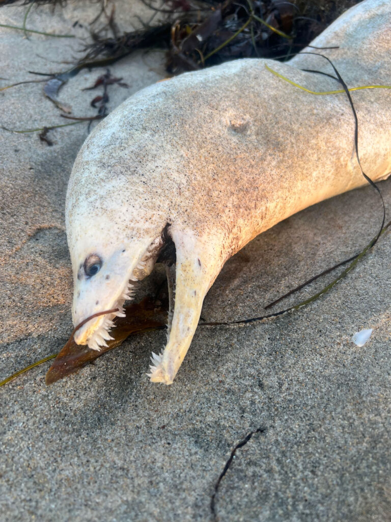 Mysterious eel with spooky look washes up on California beach