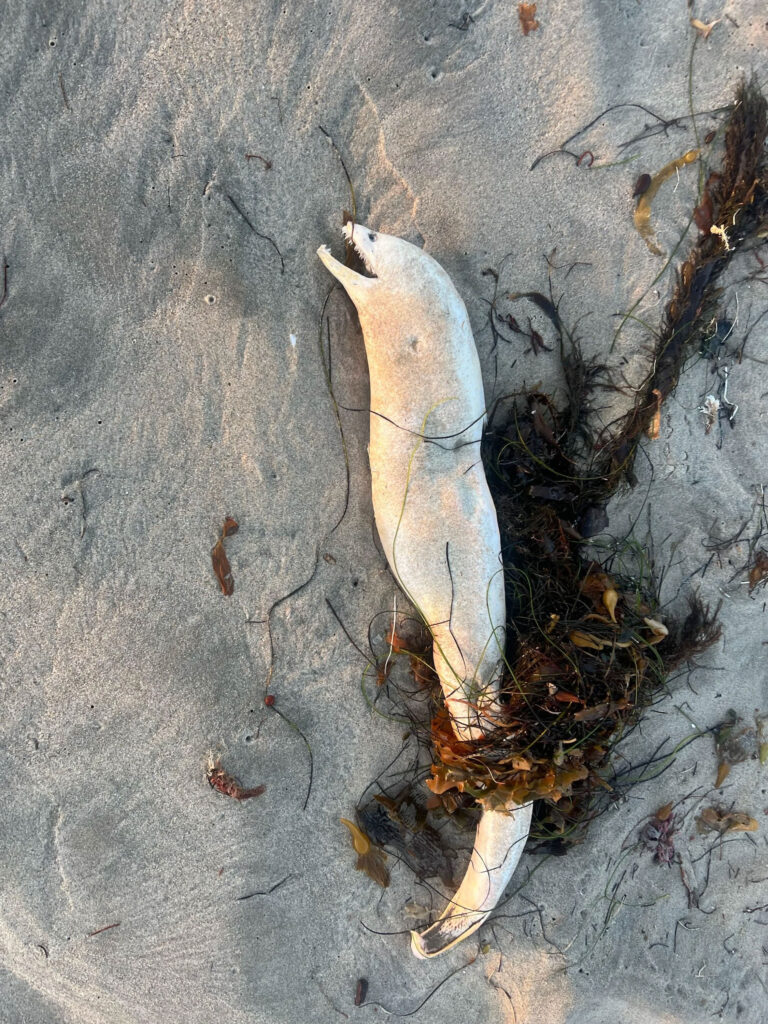 Mysterious eel with spooky look washes up on California beach