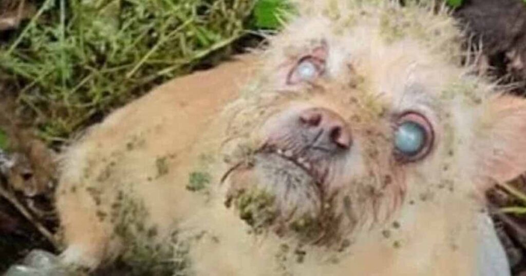 Hero stray dog leads rescuers to blind friend—what they find next is shocking