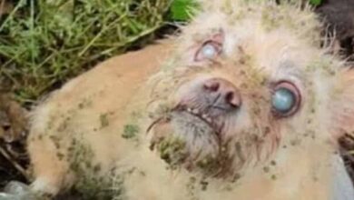 Hero stray dog leads rescuers to blind friend—what they find next is shocking