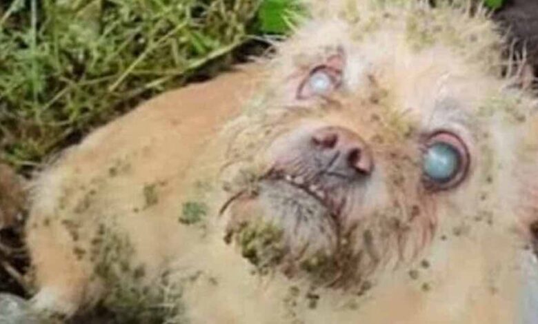 Hero stray dog leads rescuers to blind friend—what they find next is shocking