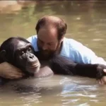 Hero truck driver jumps into zoo enclosure to save drowning chimpanzee