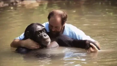 Hero truck driver jumps into zoo enclosure to save drowning chimpanzee