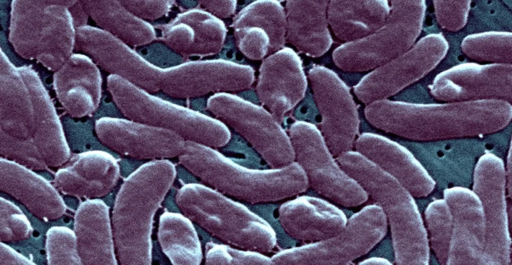 flesh eating bacteria