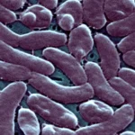 flesh eating bacteria