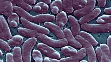 flesh eating bacteria