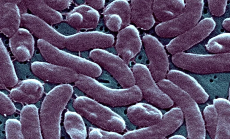 flesh eating bacteria