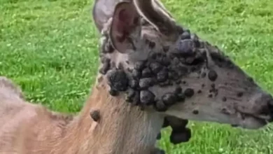 ‘Mutant deer’ with bubble-like skin growths spark concern in US