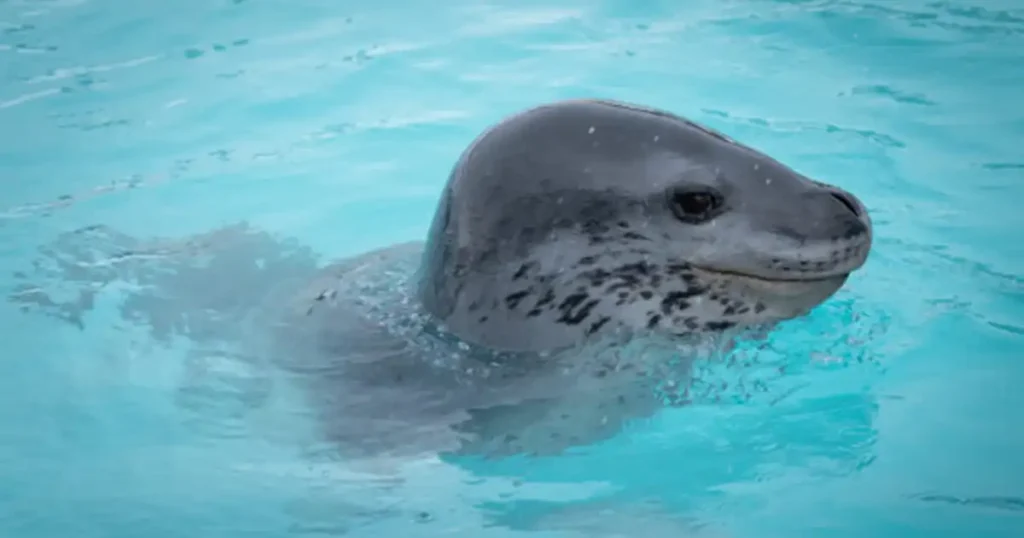 Woman killed by leopard seal while snorkeling in Antarctica