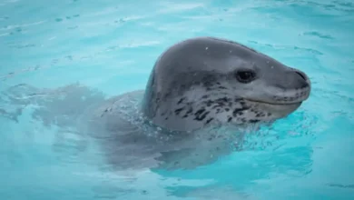 Woman killed by leopard seal while snorkeling in Antarctica