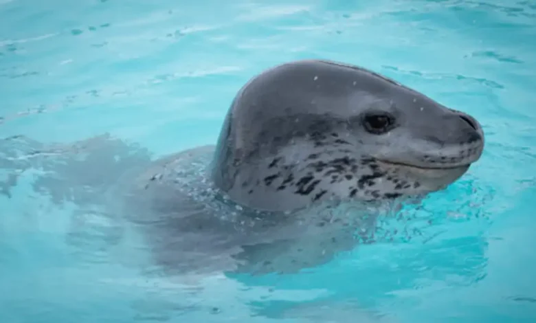 Woman killed by leopard seal while snorkeling in Antarctica