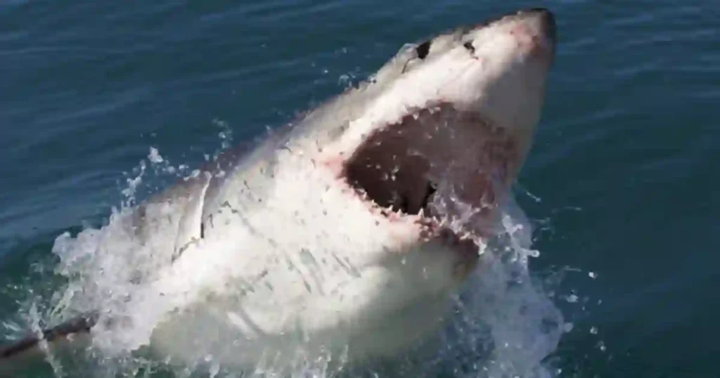 Experienced Swimmer Killed by 13ft Shark During Ocean Swim in Australia