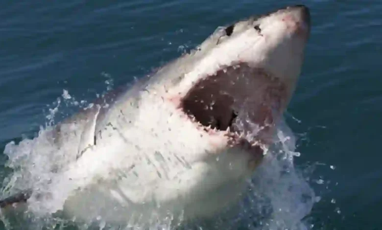 Experienced Swimmer Killed by 13ft Shark During Ocean Swim in Australia