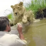 Man reunites with lion he saved seven years earlier — what happens next stuns everyone