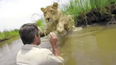 Man reunites with lion he saved seven years earlier — what happens next stuns everyone