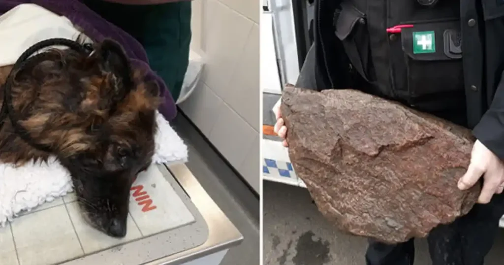 Dog left to drown tied to a rock gets a second chance at life with loving new family