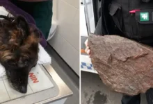 Dog left to drown tied to a rock gets a second chance at life with loving new family