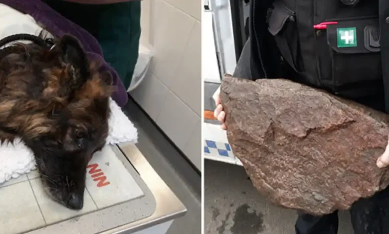 Dog left to drown tied to a rock gets a second chance at life with loving new family