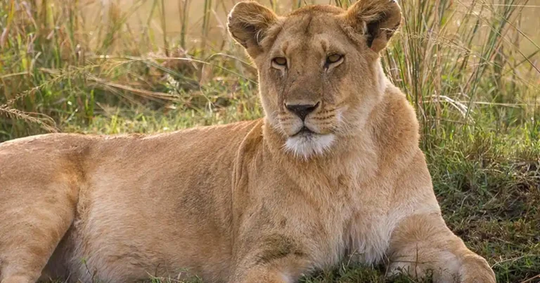 Man mauled to death by lioness after climbing into zoo enclosure