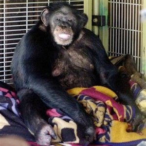 The heartbreaking story of Charla Nash — the woman who survived a chimpanzee attack
