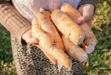 World’s most dangerous foods— Why people still eat what could kill them