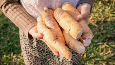 World’s most dangerous foods— Why people still eat what could kill them