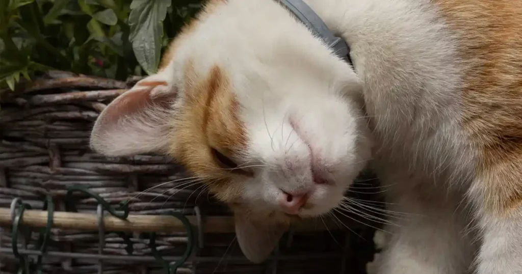 Why cats headbutt their owners — and what the affectionate gesture really means