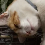 Why cats headbutt their owners — and what the affectionate gesture really means