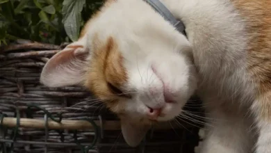 Why cats headbutt their owners — and what the affectionate gesture really means
