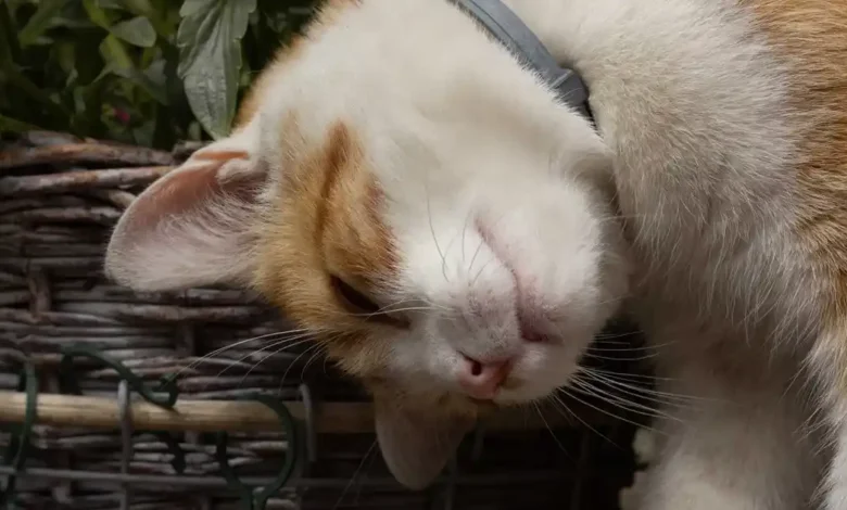 Why cats headbutt their owners — and what the affectionate gesture really means