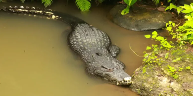 Missing businessman found dead inside massive crocodile after river tragedy