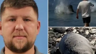 Tourist accused of throwing rock at endangered monk seal says backlash has gone too far