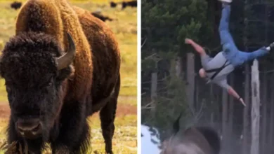 The Bison That Tossed a Grandfather 8 Feet in the Air Just Got Its Fate Decided