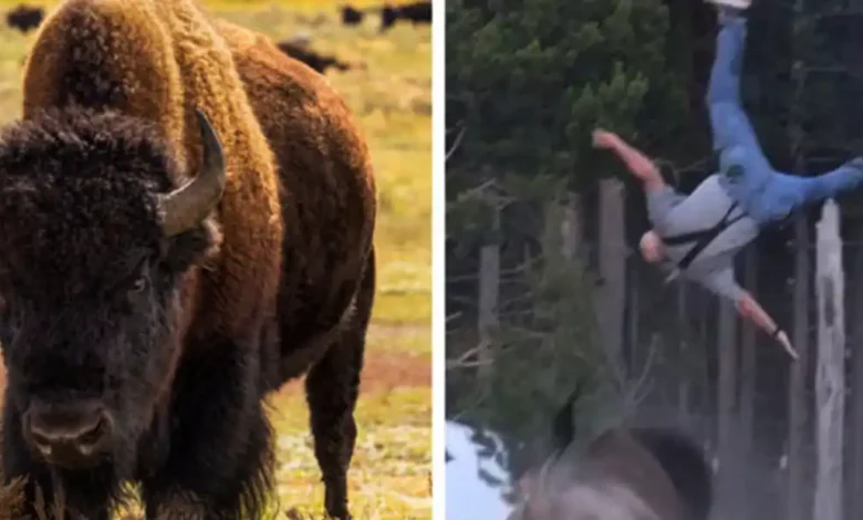 The Bison That Tossed a Grandfather 8 Feet in the Air Just Got Its Fate Decided
