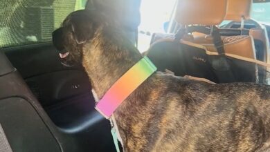 Lily, the dog missing for five years, found in Kansas.
