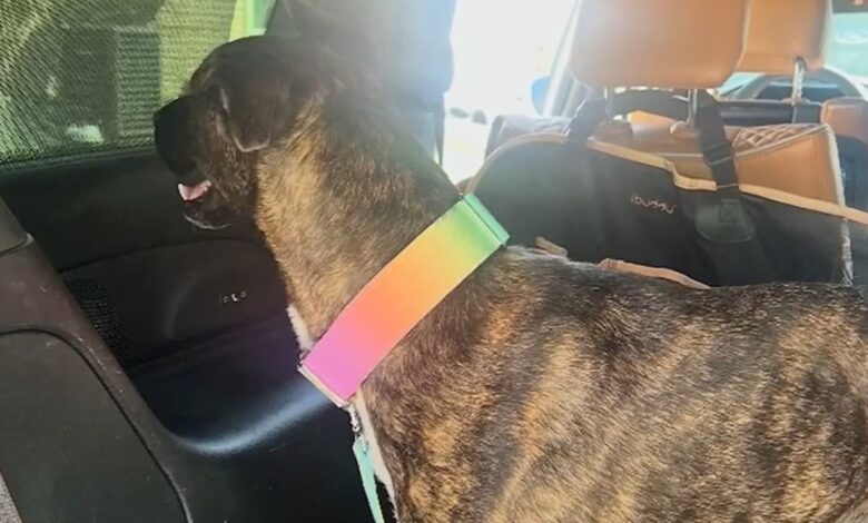 Lily, the dog missing for five years, found in Kansas.